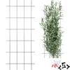 Στήριγμα για φυτά – καφασωτό κήπου 150 x 60cm - 8 