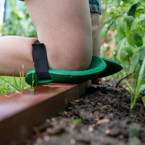Επιγονατίδες κήπου - αφρώδεις - 7