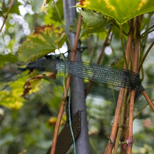 Ταινία για δέσιμο φυτών PE 3 cm x 50 m - 4